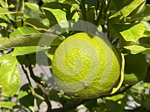 Fruits of the Bergamot Orange / Citrus Ãâ limon, syn. Citrus bergamia / Bergamotte, ZitrusfrÃÂ¼chte / Zitrusfruechte / Bergamote photo